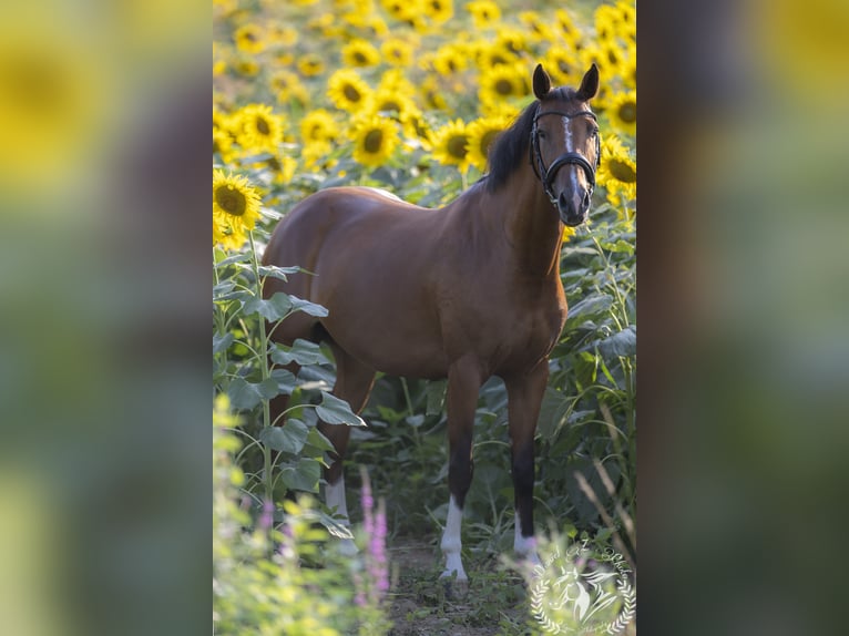 Sella Italiano Klacz 6 lat 166 cm Gniada in Tarcento