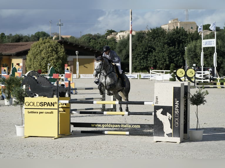 Sella Italiano Klacz 6 lat 170 cm Siwa in Reggio CalabriA