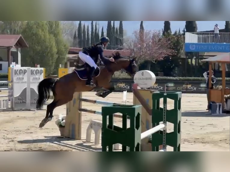 Sella Italiano Klacz 9 lat 167 cm Gniada in TOSCANA Follonica