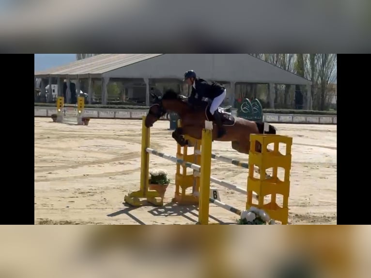 Sella Italiano Klacz 9 lat 167 cm Gniada in TOSCANA Follonica