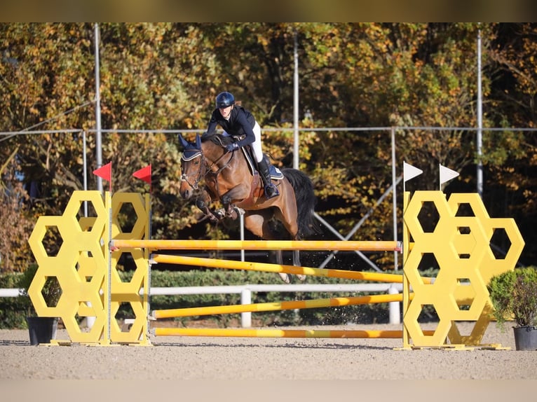 Sella Italiano Klacz 9 lat 167 cm Gniada in TOSCANA Follonica