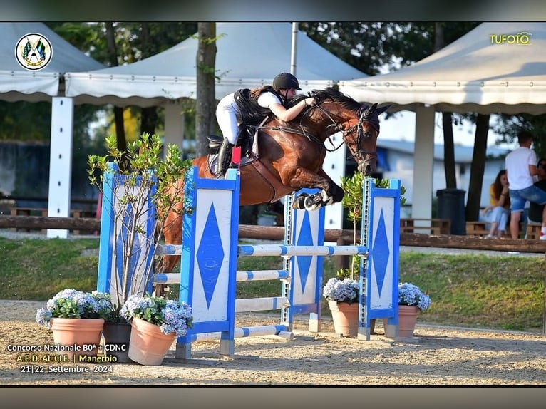 Sella Italiano Klacz 9 lat 171 cm Gniada in Grote Brogel