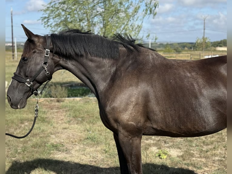Sella Italiano Mare 10 years 16 hh Black in GROTE-BROGEL