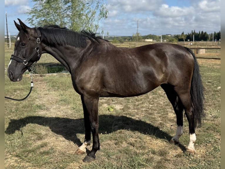 Sella Italiano Mare 10 years 16 hh Black in GROTE-BROGEL