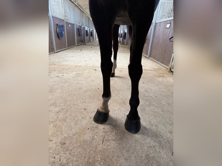 Sella Italiano Mare 10 years 16 hh Black in GROTE-BROGEL