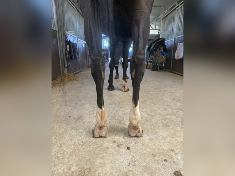 Sella Italiano Mare 10 years 16 hh Black in GROTE-BROGEL