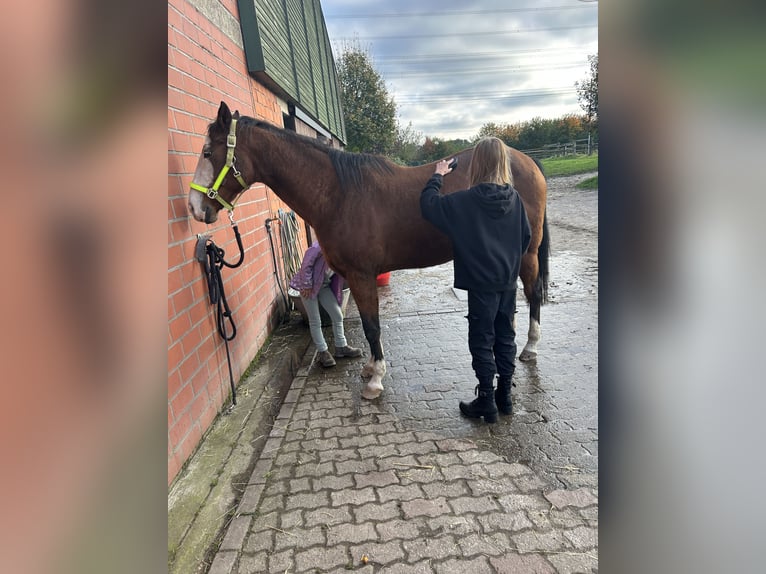 Sella Italiano Mare 11 years 15,2 hh Brown-Light in HünxeHünxe