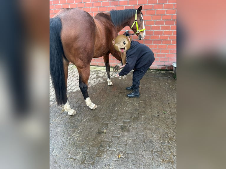 Sella Italiano Mare 11 years 15,2 hh Brown-Light in HünxeHünxe