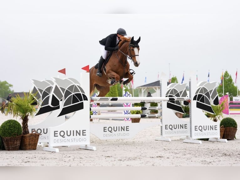 Sella Italiano Mare 11 years 16.1 hh Chestnut-Red in Siebengewald