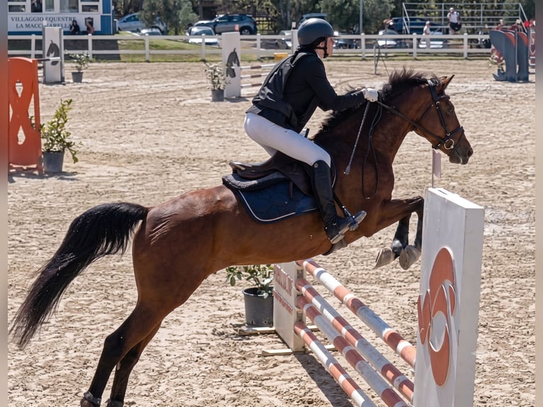 Sella Italiano Mare 14 years 16.2 hh Brown in Roma