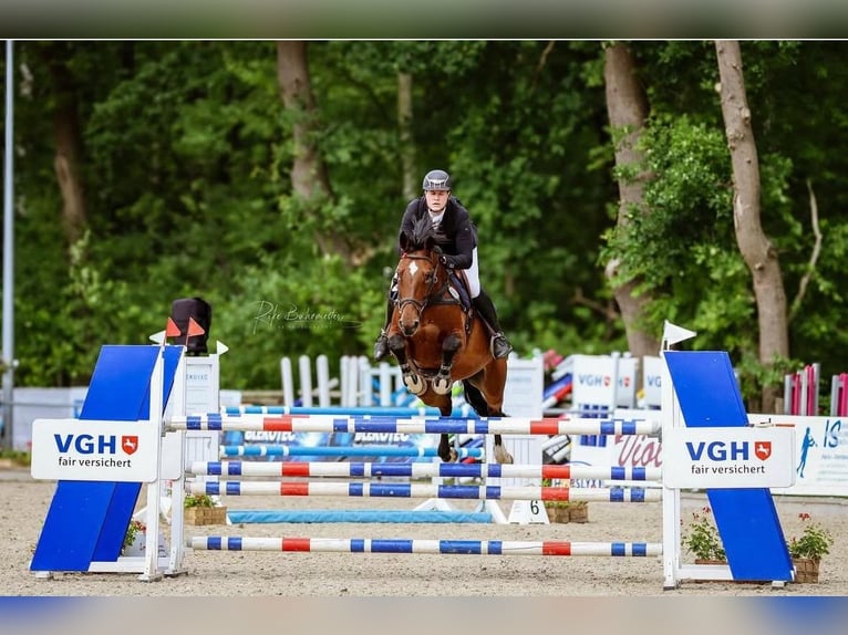 Sella Italiano Mare 15 years 16,2 hh Brown in Ehra-Lessien
