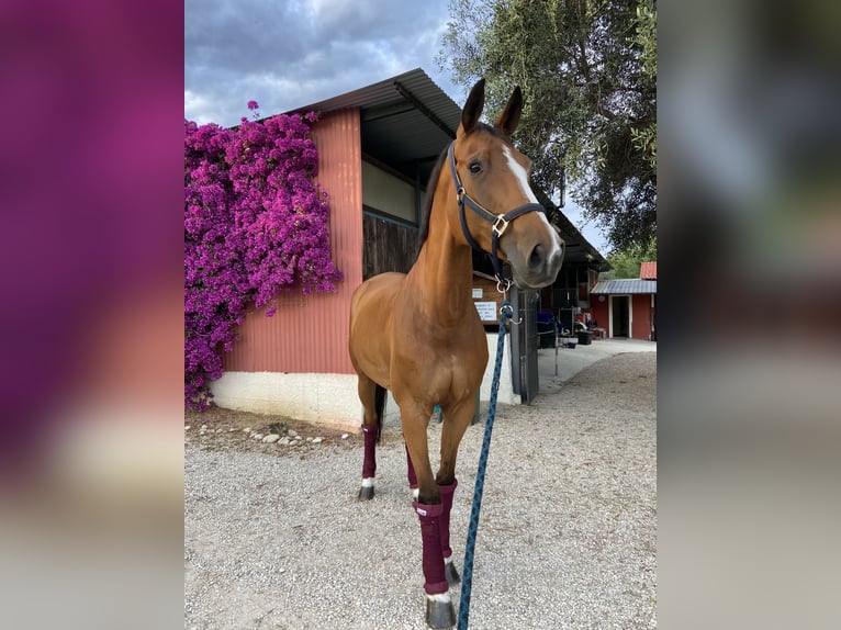 Sella Italiano Mare 16 years 16,3 hh Brown in Giulianova Spiaggia