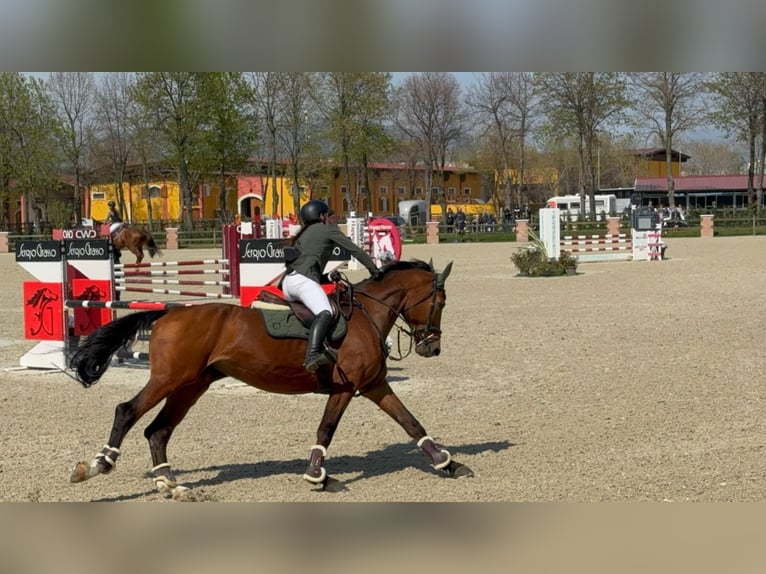 Sella Italiano Mare 18 years 17.2 hh Brown in Selvazzano Dentro