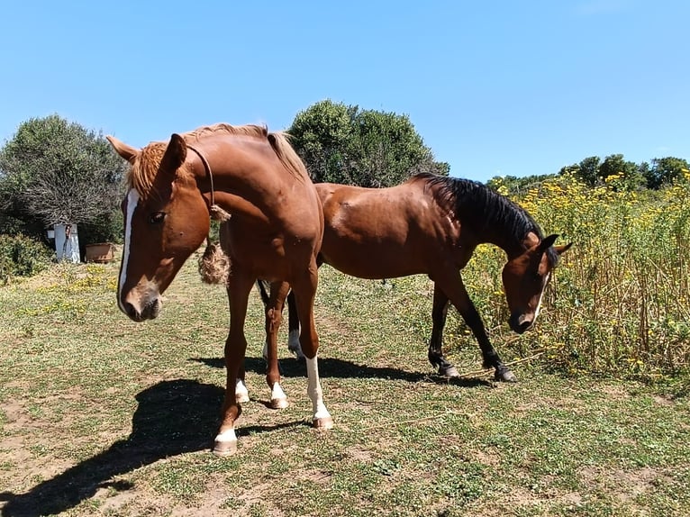 Sella Italiano Mare 1 year 16,2 hh Chestnut-Red in Cuglieri