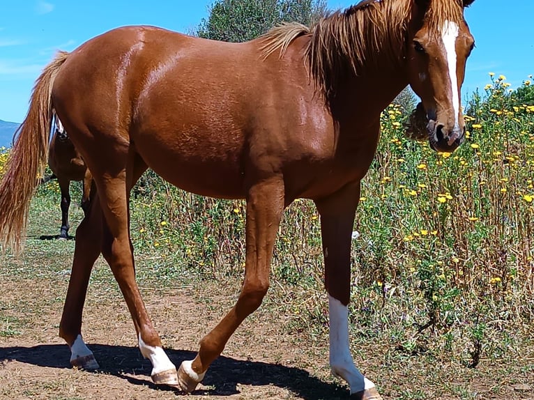 Sella Italiano Mare 1 year 16,2 hh Chestnut-Red in Cuglieri