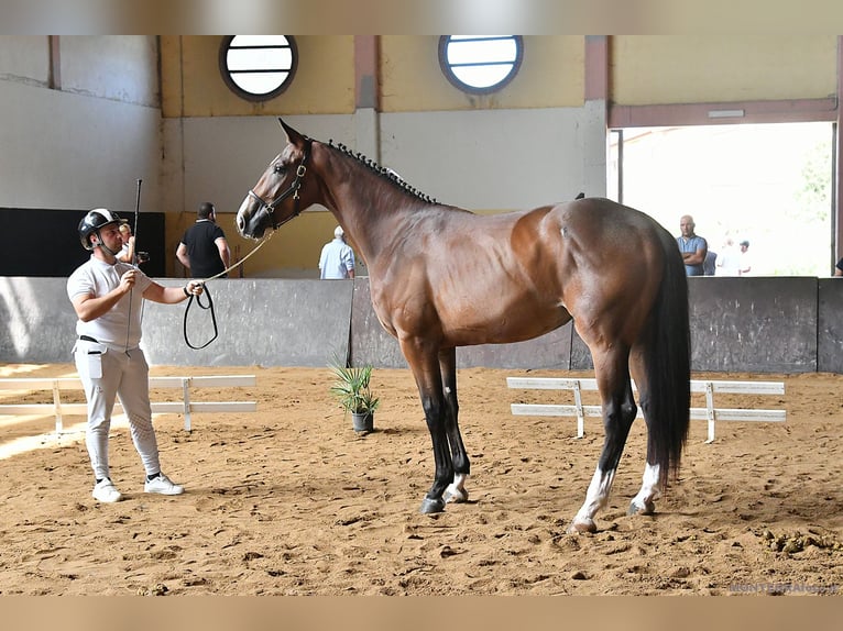 Sella Italiano Mare 3 years 16.2 hh Brown in Cagliari