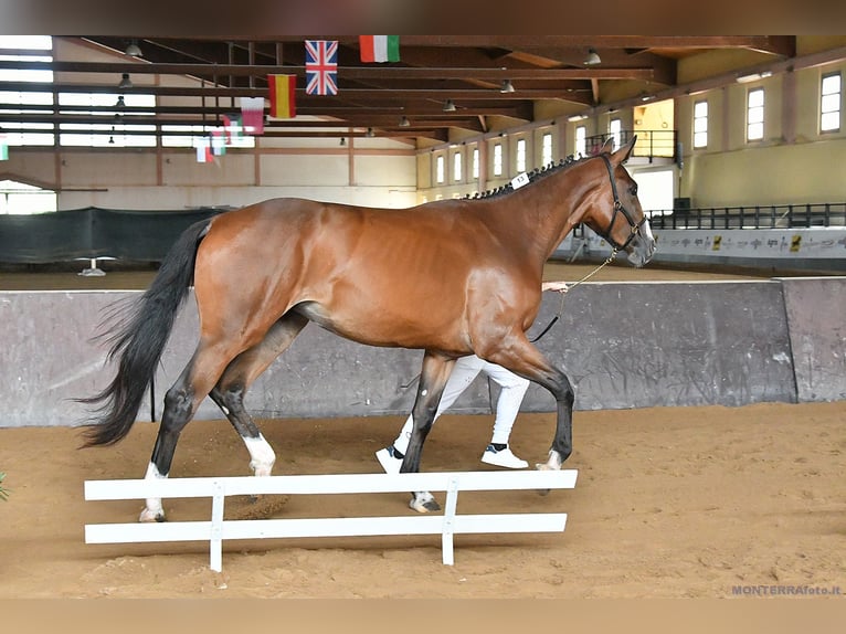 Sella Italiano Mare 3 years 16.2 hh Brown in Cagliari