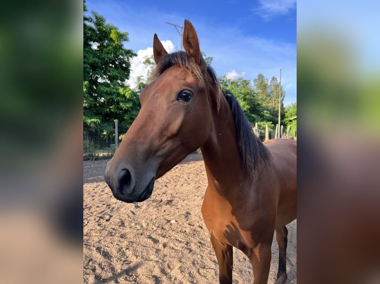 Sella Italiano Mare 4 years 16,1 hh Brown in Napoli
