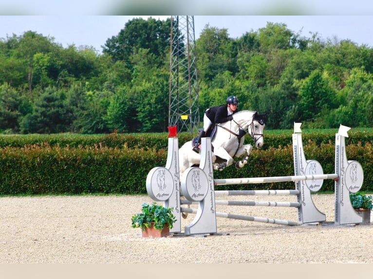 Sella Italiano Mare 5 years 16,2 hh Grey in Sesto Calende