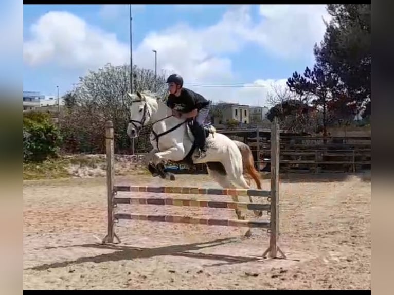 Sella Italiano Mare 6 years 16 hh Grey in Alessano