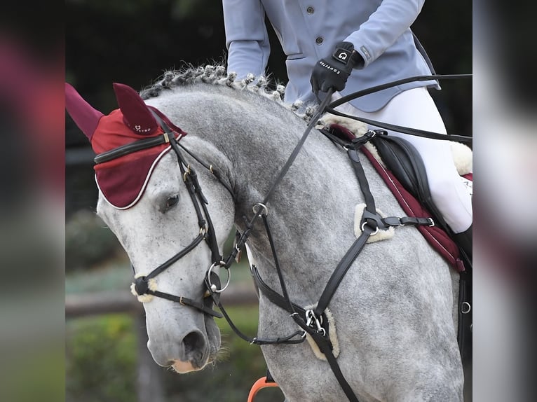 Sella Italiano Mare 6 years 16,2 hh Grey in Catania