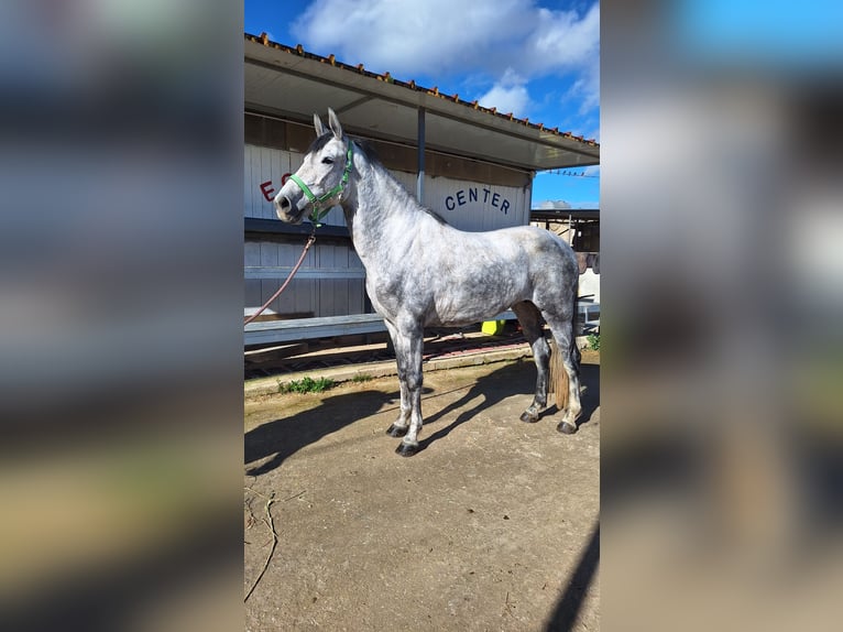 Sella Italiano Mix Mare 7 years 15,1 hh Grey in Solarino