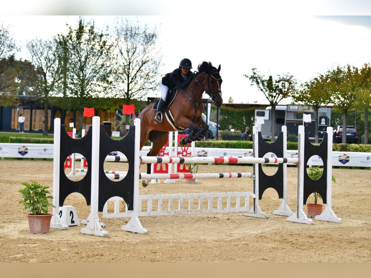 Sella Italiano Mare 8 years 16 hh Brown in Firenze