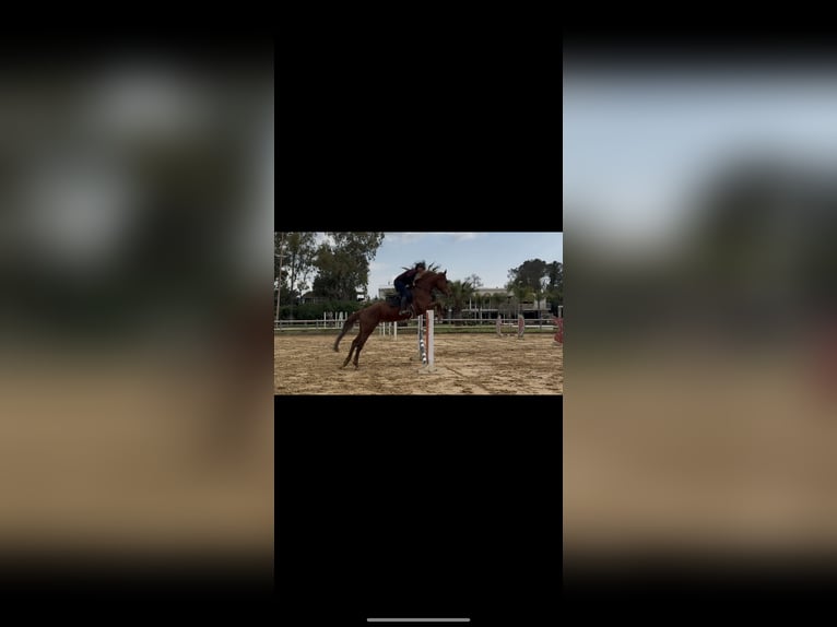 Sella Italiano Mare 8 years 17,1 hh Chestnut-Red in Favara