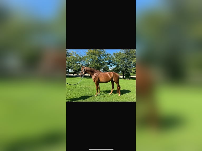 Sella Italiano Mare 8 years 17,1 hh Chestnut-Red in Favara