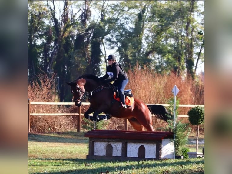 Sella Italiano Mare 9 years 16,2 hh Brown in Grote Brogel
