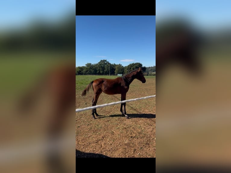Sella Italiano Mare Foal (04/2025) Brown-Light in Roccantica