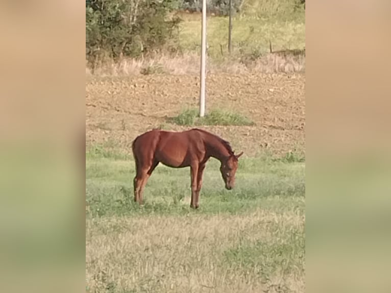 Sella Italiano Mare Foal (04/2024) Chestnut in Tolentino