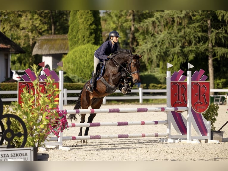 Sella Italiano Merrie 13 Jaar 163 cm Donkerbruin in Nowogard