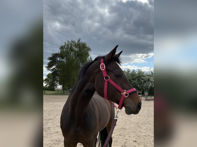 Sella Italiano Merrie 13 Jaar 163 cm Donkerbruin in Nowogard