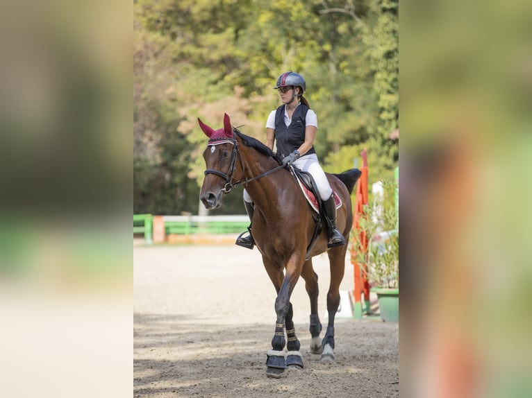 Sella Italiano Merrie 13 Jaar 170 cm Bruin in Lurate Caccivio