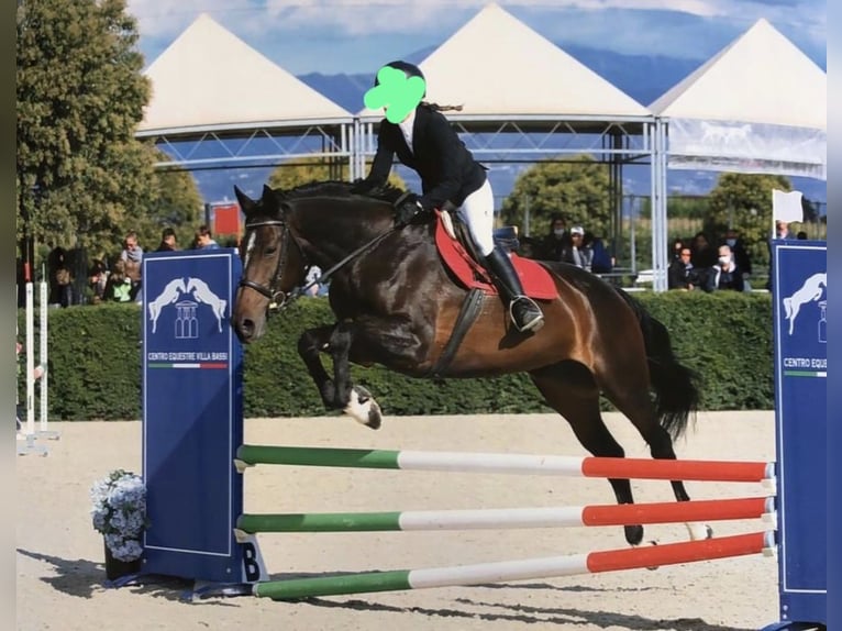 Sella Italiano Merrie 14 Jaar 168 cm Bruin in L&#8217; Aquila