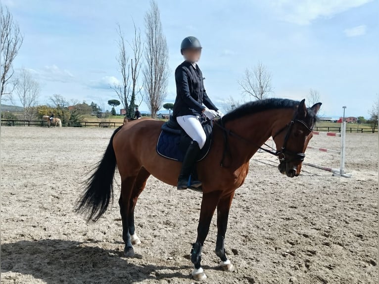 Sella Italiano Merrie 14 Jaar 170 cm Bruin in Roma