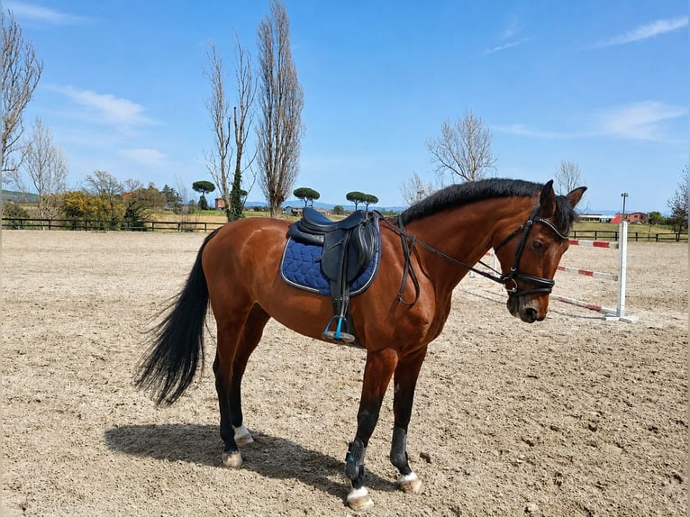 Sella Italiano Merrie 14 Jaar 170 cm Bruin in Roma