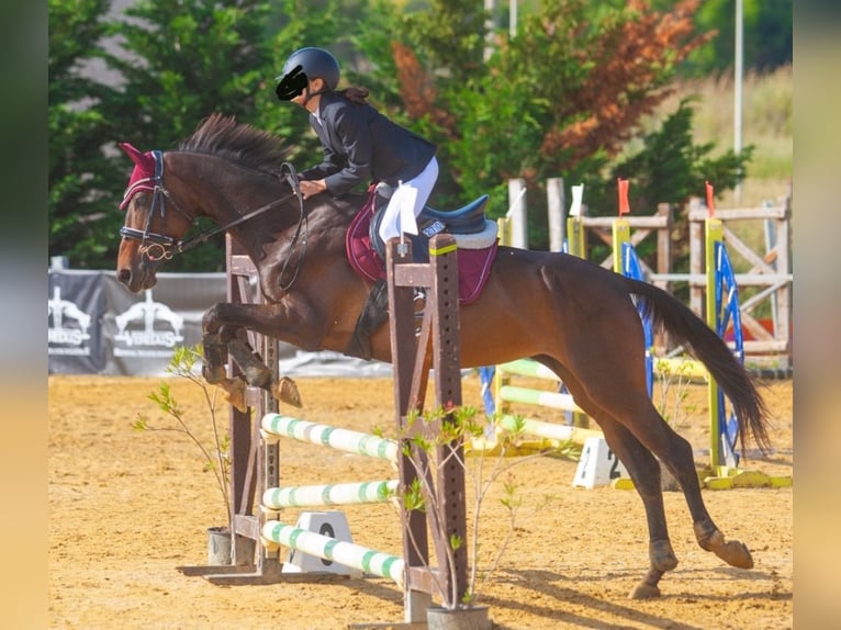 Sella Italiano Merrie 15 Jaar 160 cm Donkerbruin in Cefalù