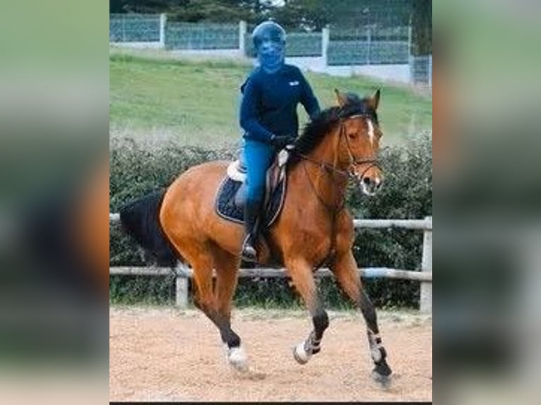 Sella Italiano Merrie 16 Jaar 161 cm Bruin in CAMPOBASSO