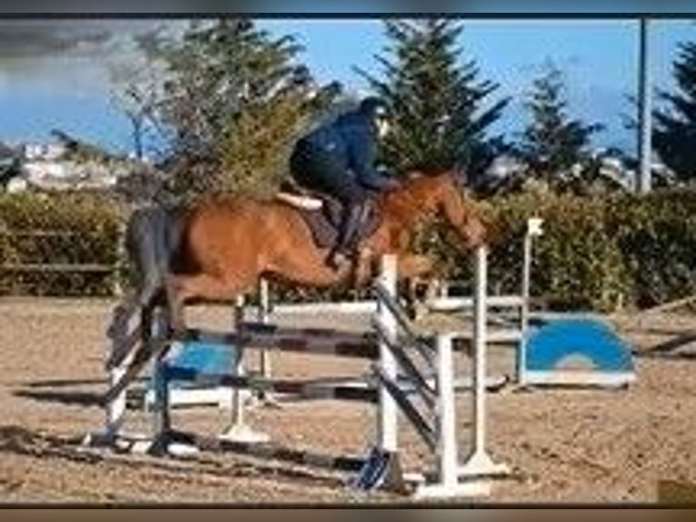 Sella Italiano Merrie 16 Jaar 161 cm Bruin in CAMPOBASSO