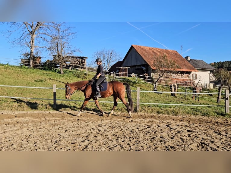 Sella Italiano Merrie 18 Jaar 160 cm Bruin in Gleisdorf