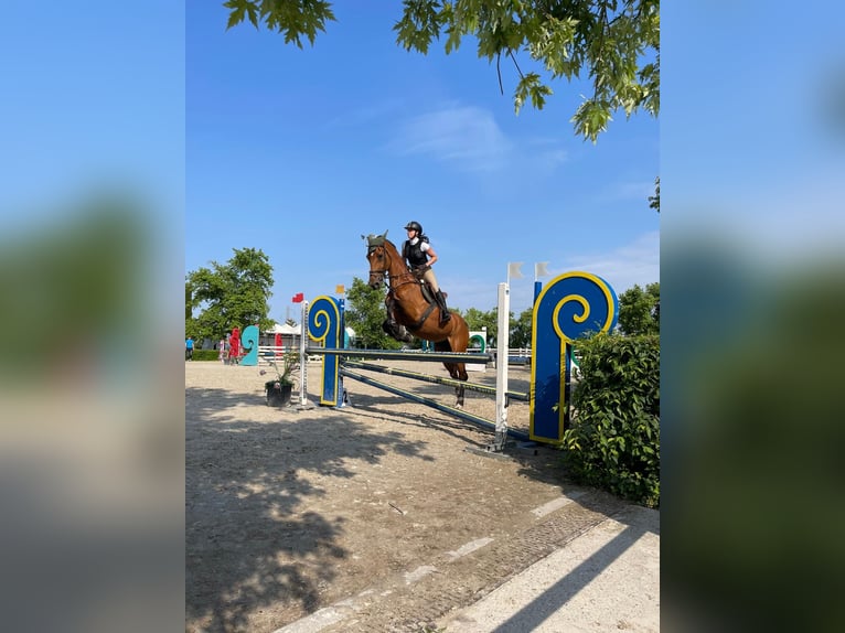 Sella Italiano Merrie 18 Jaar 180 cm Bruin in Selvazzano Dentro