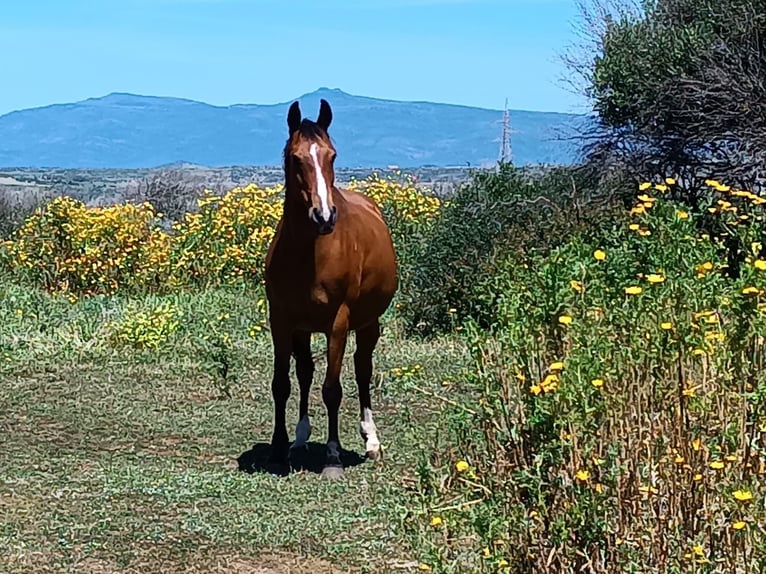 Sella Italiano Merrie 1 Jaar 170 cm Vos in Cuglieri