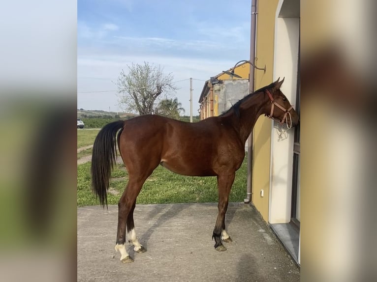 Sella Italiano Merrie 1 Jaar Lichtbruin in Catania