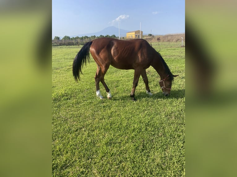 Sella Italiano Merrie 1 Jaar Lichtbruin in Catania