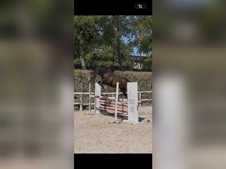 Sella Italiano Merrie 2 Jaar Bruin in Cercepiccola