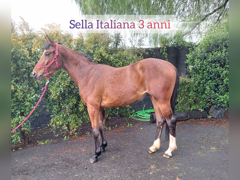 Sella Italiano Merrie 3 Jaar 158 cm Roodbruin in Gravina Di Catania