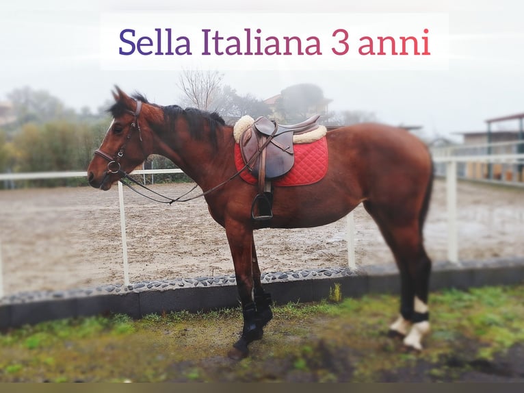 Sella Italiano Merrie 3 Jaar 158 cm Roodbruin in Gravina Di Catania