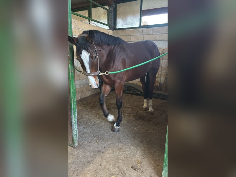 Sella Italiano Merrie 3 Jaar 170 cm Bruin in Cagliari